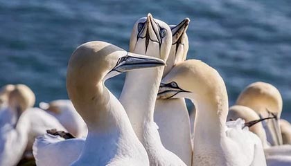 莱昂纳德41分赛季新高哈登29分 快船大胜火箭