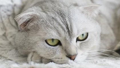 莱昂纳德41分赛季新高哈登29分 快船大胜火箭